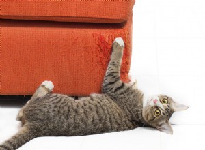Perché i gatti graffiano i mobili?