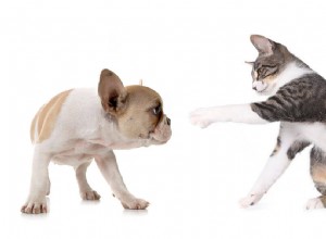Les chats et les chiens peuvent-ils devenir amis ? Si oui, comment ?