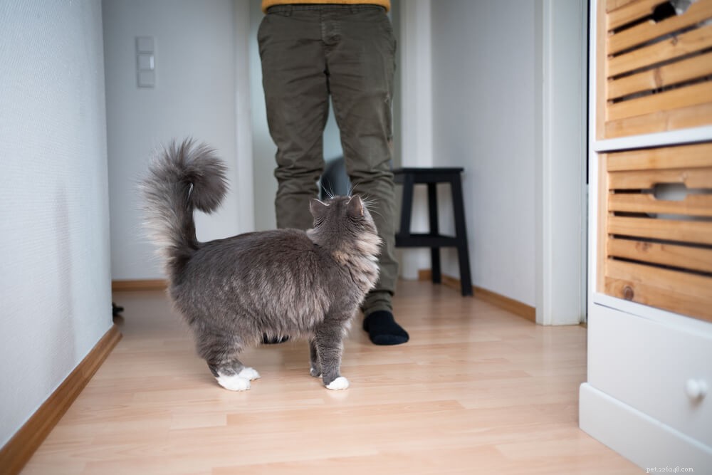 Perché i gatti camminano davanti a te?
