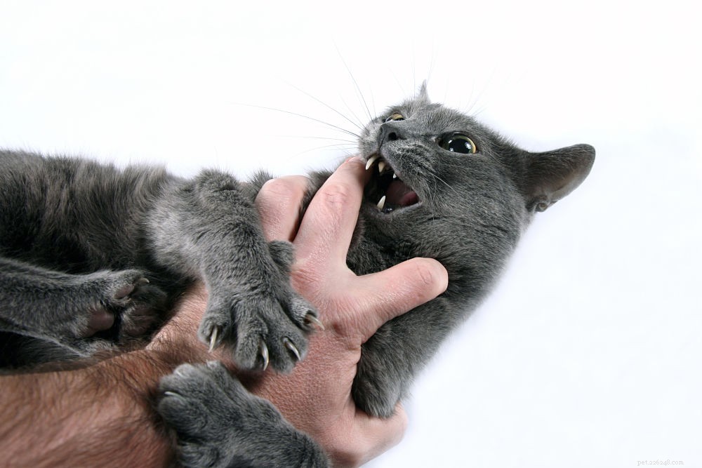 噛まないように子猫を訓練する方法！ 