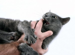 噛まないように子猫を訓練する方法！ 