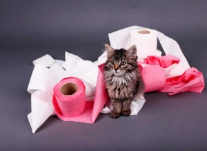Почему кошки разворачивают туалетную бумагу? Узнай, как это остановить! 