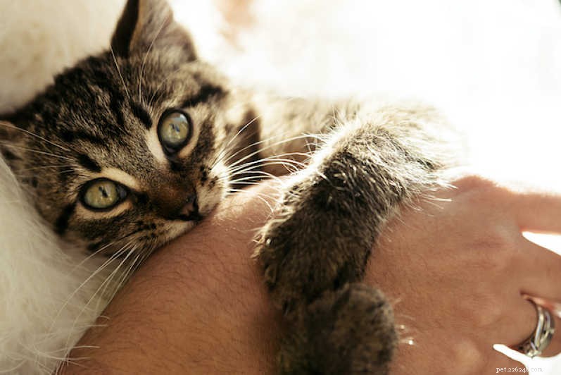 Hoe zorg je ervoor dat kittens stoppen met bijten