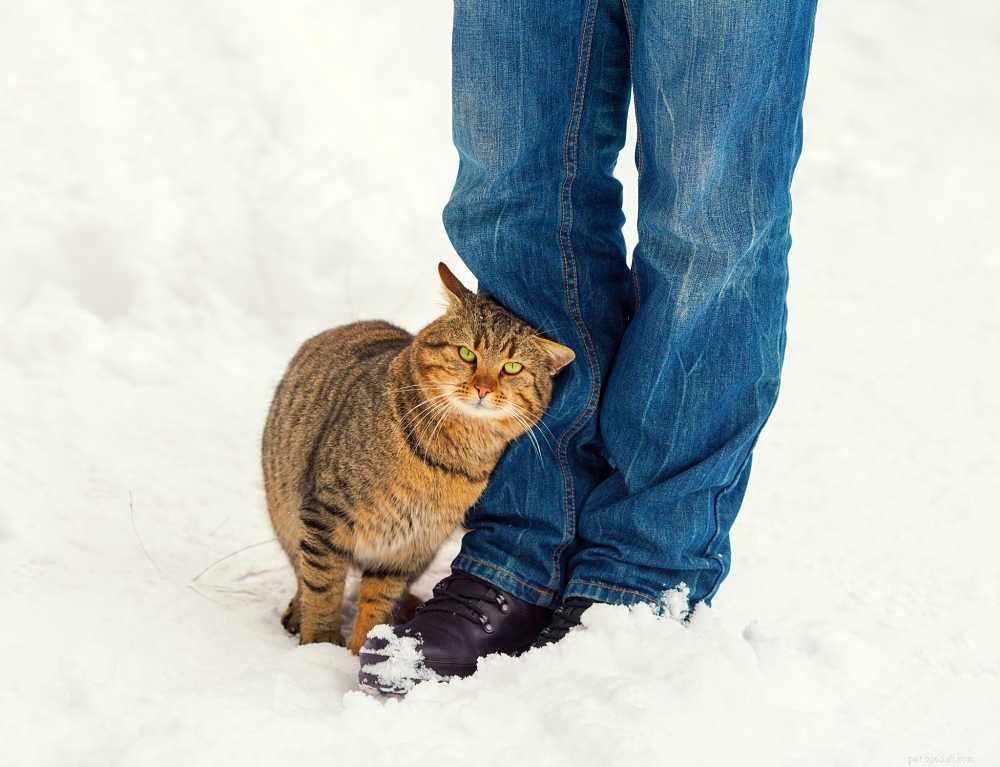 Por que seu gato o segue em todos os lugares? 9 motivos simples