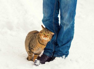Perché il tuo gatto ti segue ovunque? 9 semplici motivi