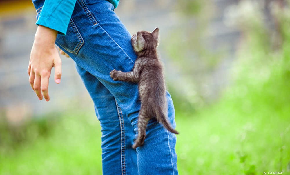 Waarom volgt je kat je overal? 9 simpele redenen