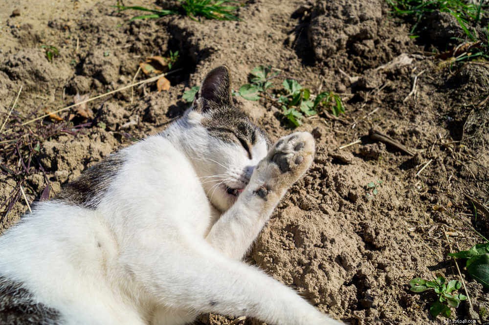 고양이는 왜 흙 속에서 굴러다니는가? 좋은가요? 