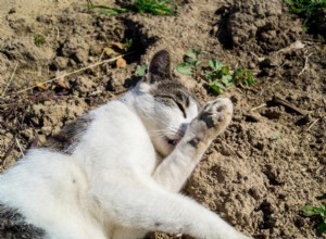 고양이는 왜 흙 속에서 굴러다니는가? 좋은가요? 