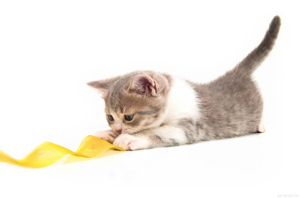 Varför gillar katter att äta tejp? Hur håller man lim borta?