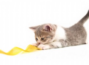 Proč kočky rády jedí pásku? Jak se zbavit lepidel?