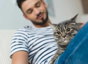 Почему кошки так много мурлыкают? Как это понять?