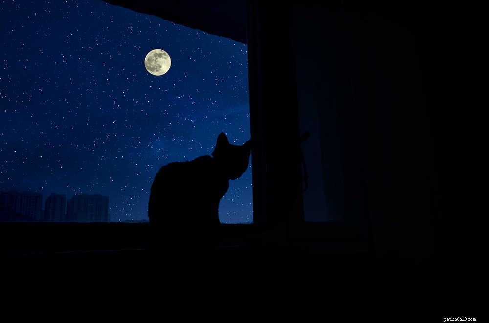 あなたの猫が夜に遠吠えするのを防ぐ方法は？ 
