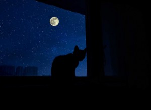 고양이가 밤에 짖는 것을 막는 방법은 무엇입니까?