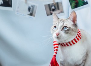 O que é um gato siamês de ponta de lince?