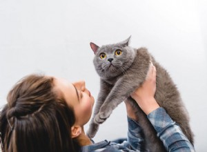 Как узнать, одинока ли моя кошка?