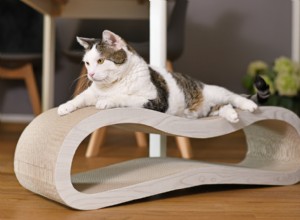 Хороши ли картонные когтеточки для кошек?