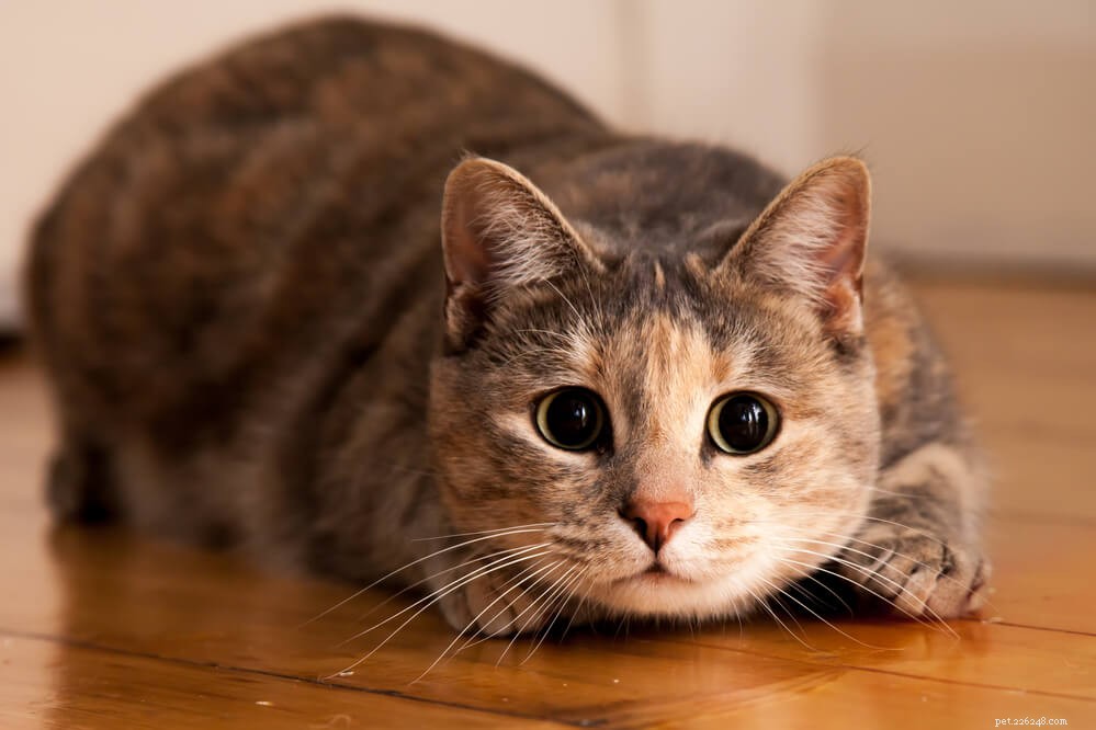 Perché i gatti inseguono il filo?