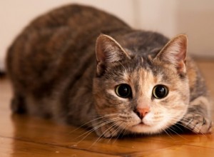 Perché i gatti inseguono il filo?