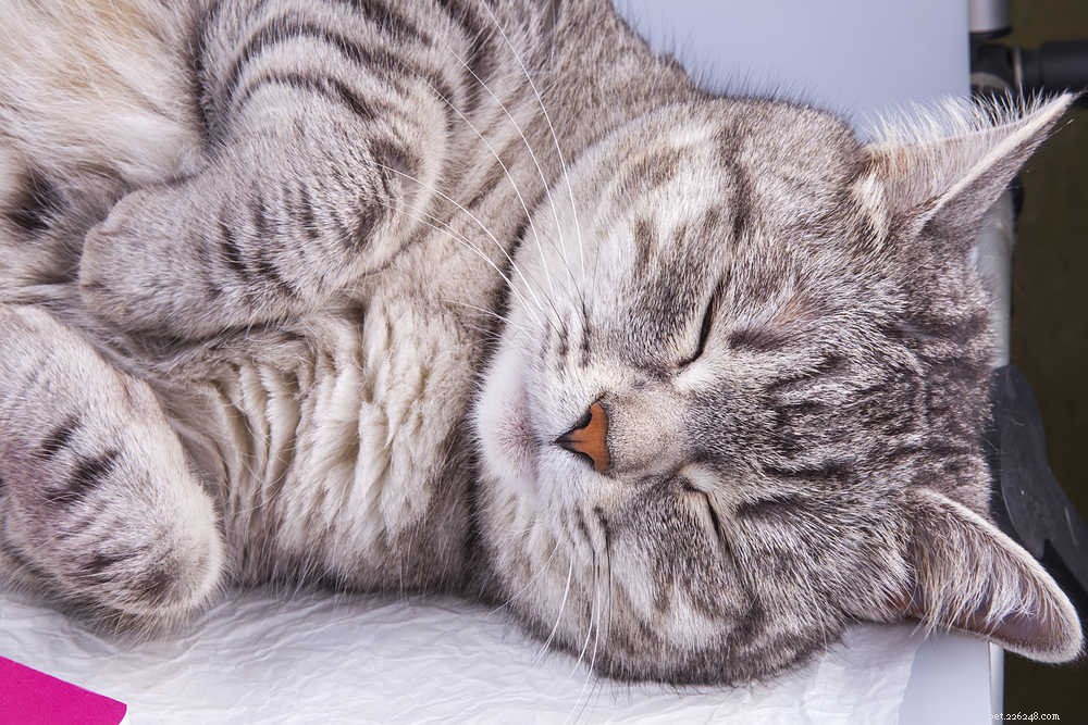 Pourquoi les chats dorment-ils tout le temps ?