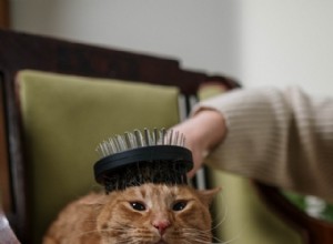 Tudo o que você precisa saber sobre escovar seu gato