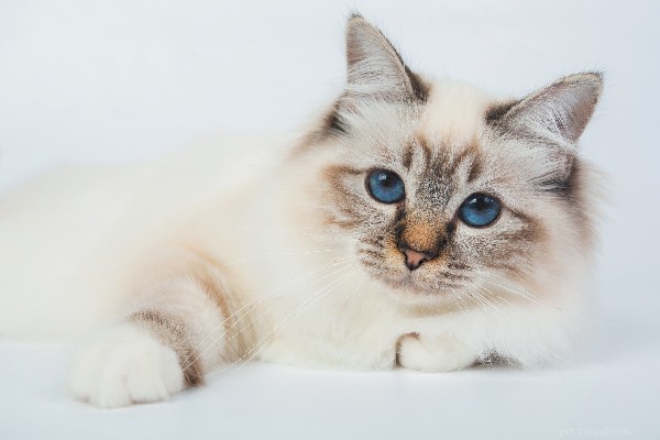 写真付きの10の美しくてかわいい猫の品種 