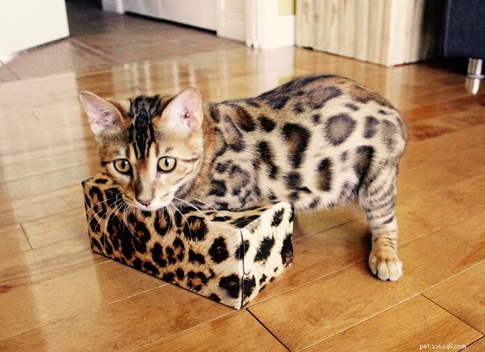 10 mooie en schattigste kattenrassen met foto s
