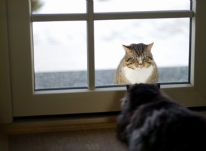 屋内と屋外の猫のための重要な長所と短所 