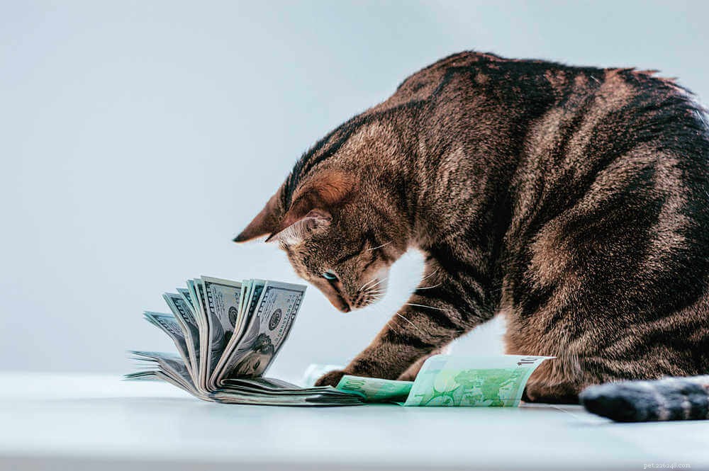 고양이를 키우는 데 드는 연간 비용은 얼마입니까?