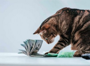 고양이를 키우는 데 드는 연간 비용은 얼마입니까?