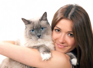 Vše, co potřebujete vědět o ragdoll kočkách a koťatech