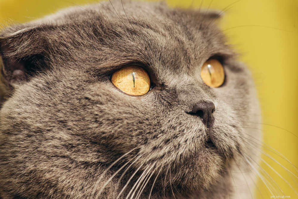 고양이 눈 감염에 대해 알아야 할 모든 것
