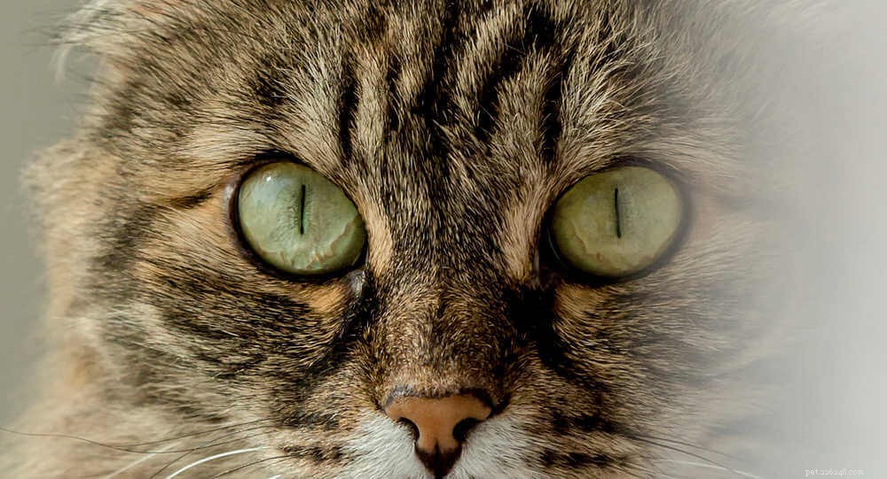 Tutto quello che devi sapere sulle infezioni batteriche agli occhi di gatto