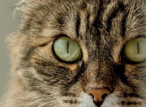 고양이 눈 감염에 대해 알아야 할 모든 것