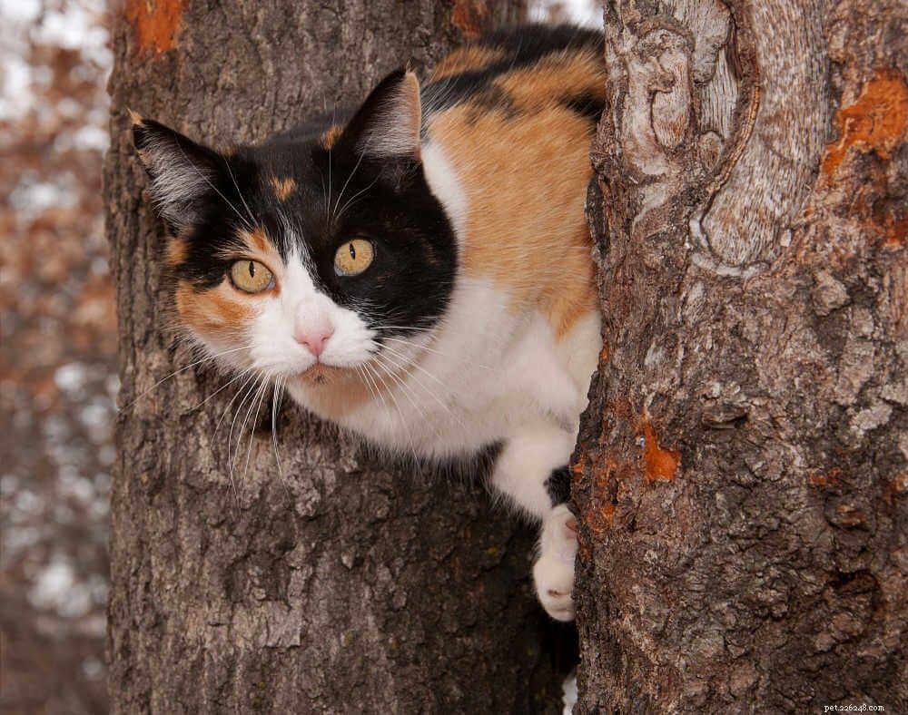 Vad gör Calico-katter speciella?