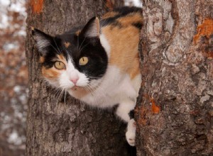 칼리코 고양이를 특별하게 만드는 요소는 무엇입니까?