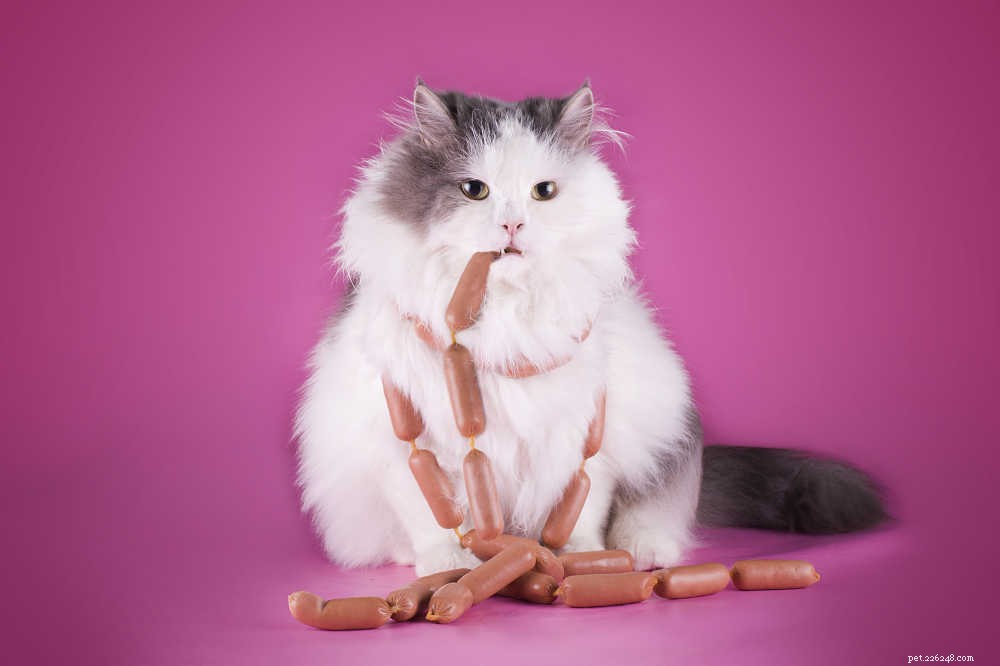 あなたが猫の肥満の問題について知る必要があるすべて 