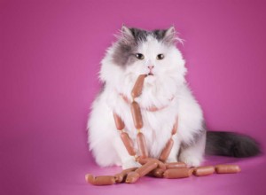 Все, что вам нужно знать о проблемах ожирения у кошек