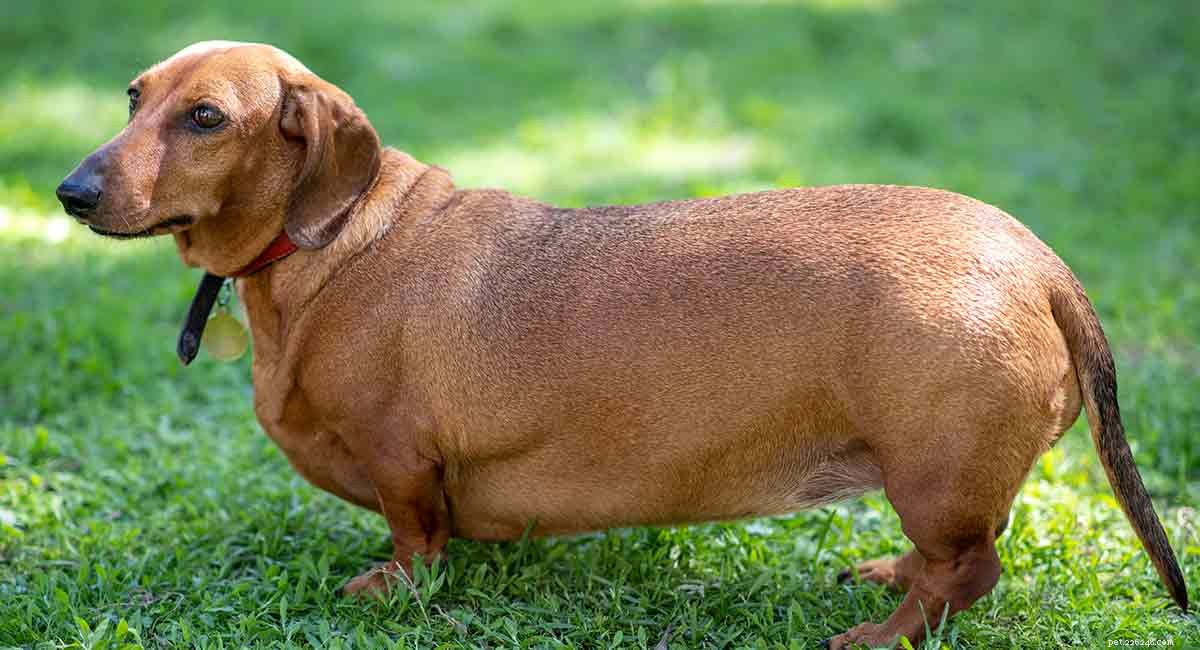 Dachshund gordo:seu cachorro está ganhando peso?