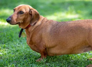 Dachshund gordo:seu cachorro está ganhando peso?