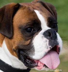 Bracycephaly in Dogs:What It Means To Be A Brachycephalic Puppy