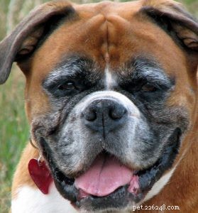Bracycephaly in Dogs:What It Means To Be A Brachycephalic Puppy
