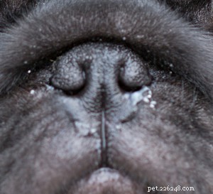 Brachycefalie bij honden:wat het betekent om een ​​brachycephalic puppy te zijn