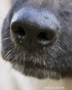 Brachycefalie bij honden:wat het betekent om een ​​brachycephalic puppy te zijn