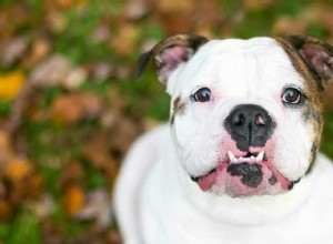 Underbite Dog Breeds：私の子犬にはUnderbiteがありますが、大丈夫ですか？