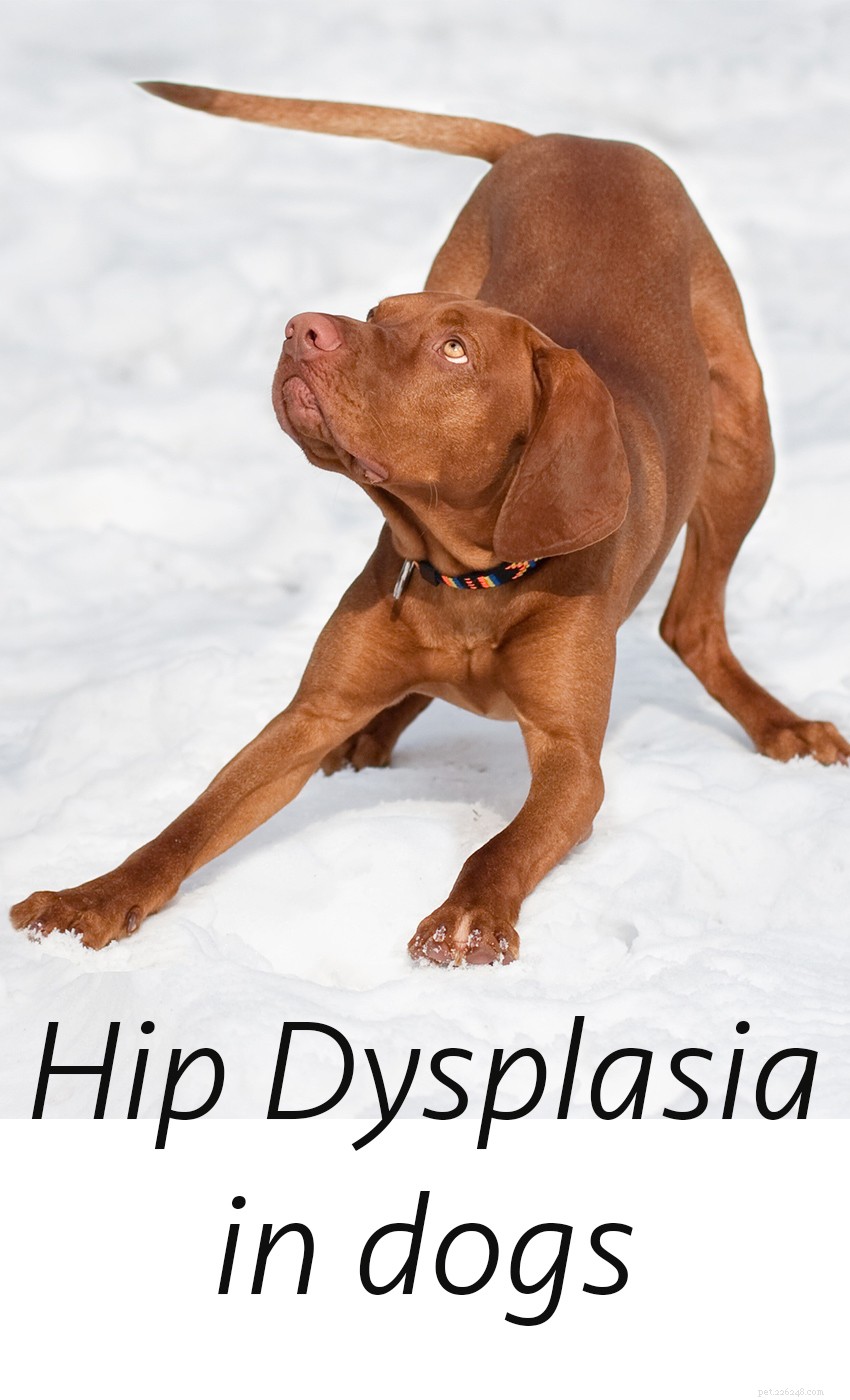 Дисплазия тазобедренного сустава у собак