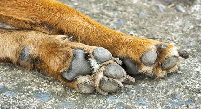 犬の狼爪とは何ですか？ 