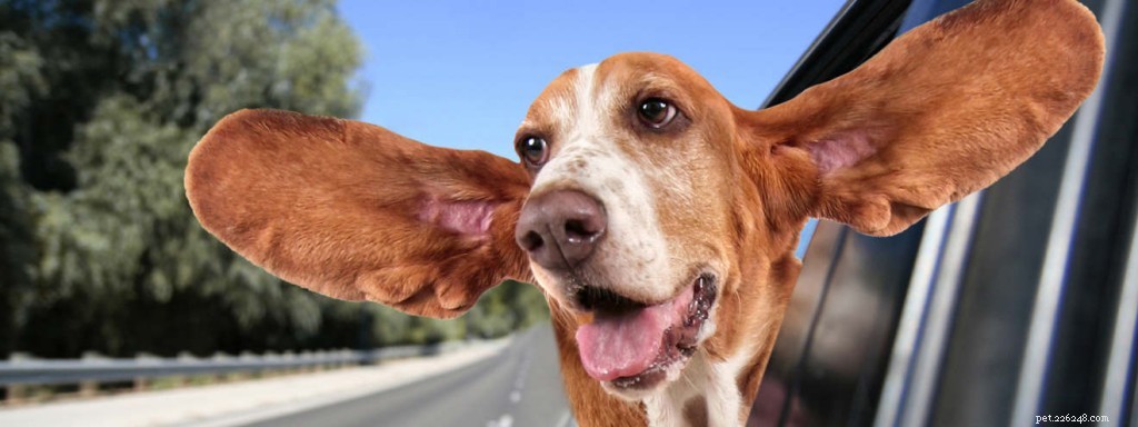 Como limpar as orelhas do seu cachorro