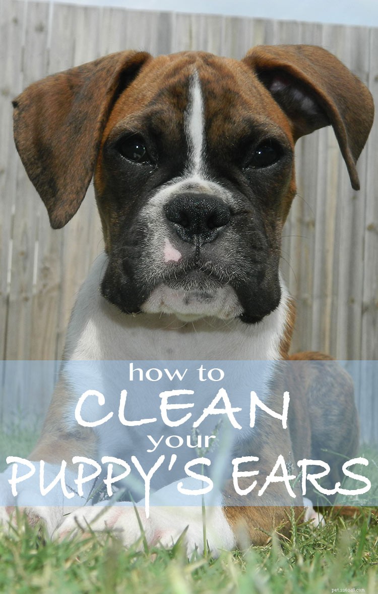子犬の耳をきれいにする方法 
