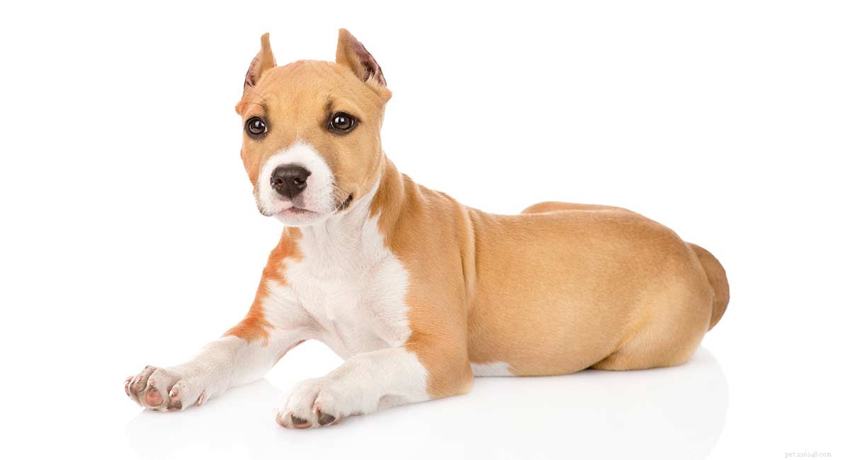 Coupe des oreilles de chien :devriez-vous couper les oreilles de votre chien ?