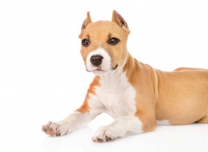 Kupování uší:Měli byste svému psovi nechat kupírovat uši?